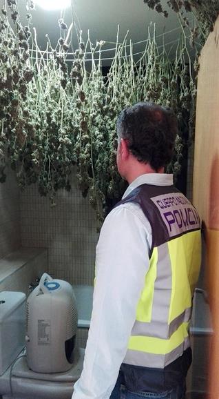 Detenido con cuatrocientas plantas de marihuana en Santillana del Mar