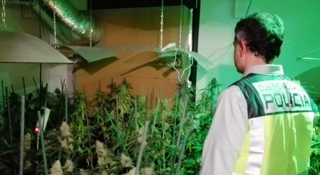 Detenido con cuatrocientas plantas de marihuana en Santillana del Mar