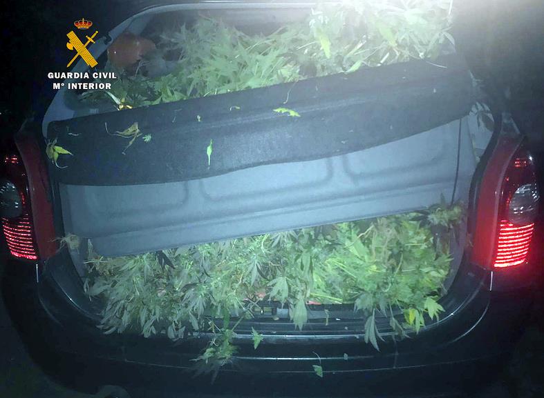 Detenido un hombre en San Felices con unos 12 kilos en plantas de marihuana en un monovolumen
