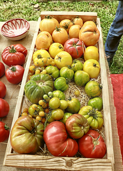 En la imagen, magníficos ejemplares de distintas variedades de tomate en la Feria del Tomate del año pasado - Torrelavega se vuelca con el auténtico sabor del tomate - (C) Foto: David Laguillo