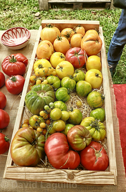 En la imagen, magníficos ejemplares de distintas variedades de tomate en la Feria del Tomate del año pasado - Torrelavega se vuelca con el auténtico sabor del tomate - (C) Foto: David Laguillo