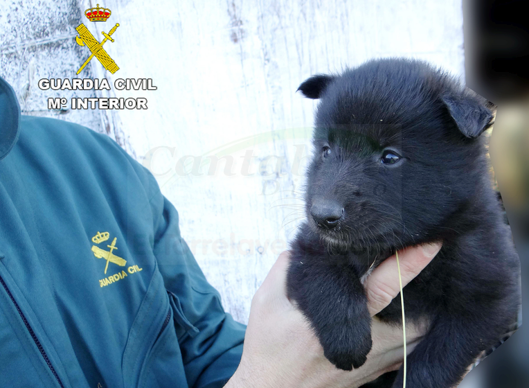 La Guardia Civil localiza a la presunta responsable del abandono de tres cachorros de perro en Reocín