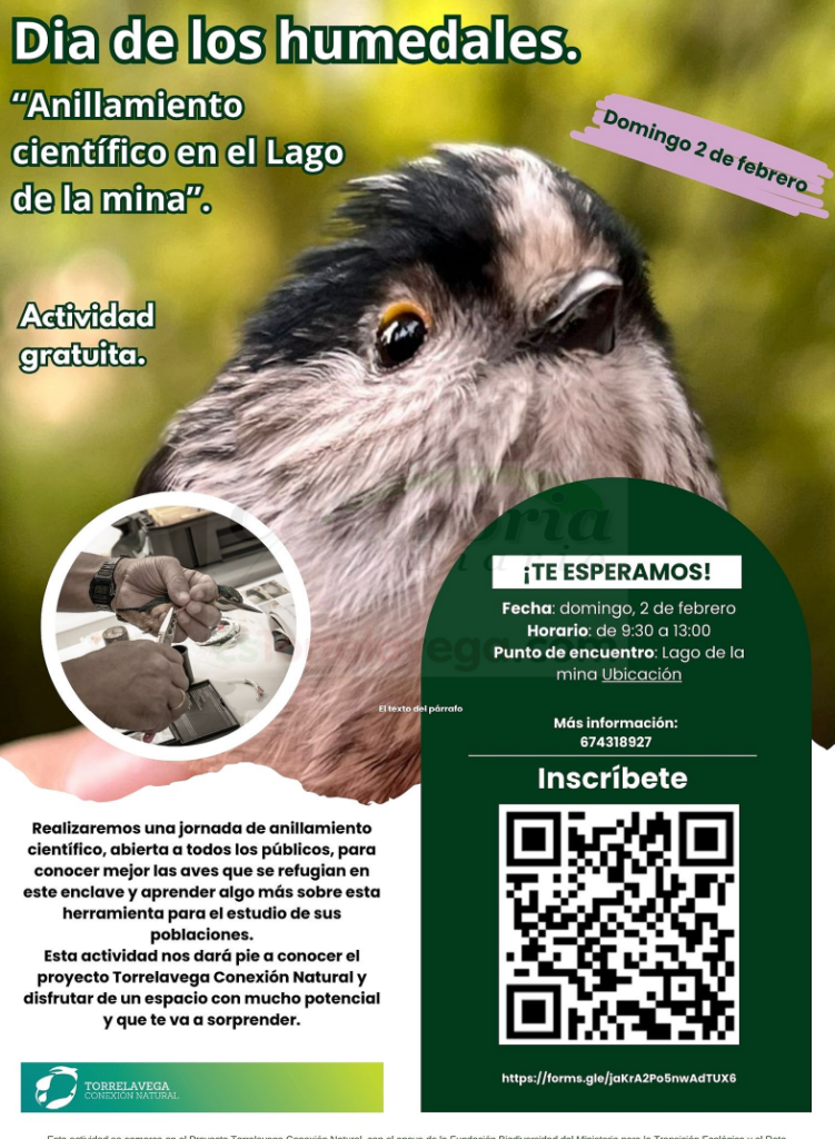 Torrelavega celebra el Día de los Humedales con una jornada de anillamiento de aves en el Lago de la Mina