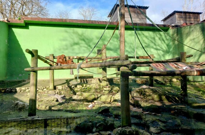  DEAN y Proyecto Gran Simio critican el estado de las instalaciones del Zoo de Santillana del Mar